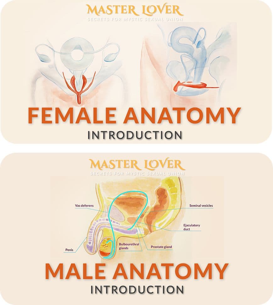 Module 1: Sexual anatomy — image 1